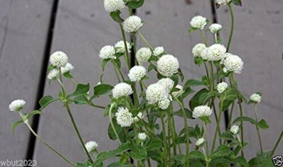 Qualtivate PAU-7 Gomphrena Seeds - White-Globe Amaranth Seed(50 per packet)