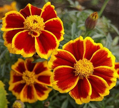 Qualtivate LX-141 Marigolds Tagetes Red Yellow Seed(500 per packet)