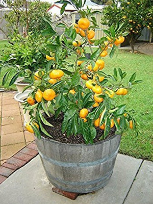 Aywal Nimbu Lemon Seed(8 per packet)