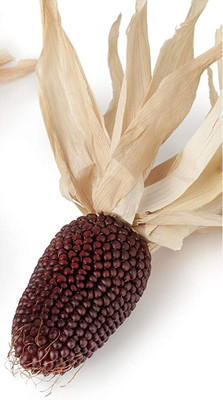 Qualtivate XL-667 Strawberry Popcorn Seed Seed(500 per packet)