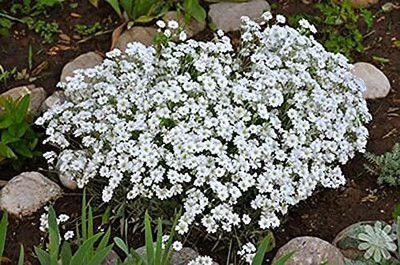 Aywal Alyssum Red Flower Seed(20 per packet)