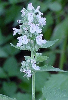 VibeX LX-64 - Catnip - (1500 Seeds) Seed(1500 per packet)