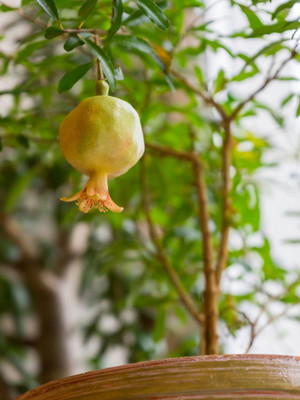 CYBEXIS VVI-55 - Fresh Red Big Pomegranate - (270 Seeds) Seed(270 per packet)