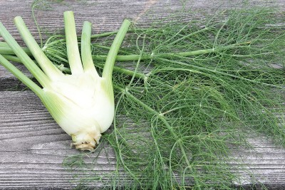 VibeX PAU-96 - Orion Hybrid Fennel - (750 Seeds) Seed(750 per packet)