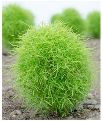 UGRA Kochia Hybrid Bush Flower Seed(10 per packet)