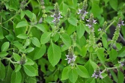 UNIQTRADERS Tulsi Seed(25 per packet)