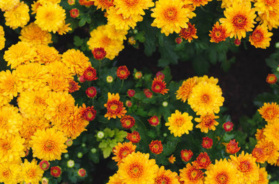 VYDER marigold/gende ka phool flower seeds Seed(50 per packet)
