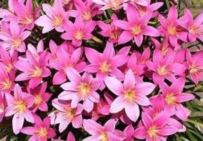 Cloud Farm Lily Plant Seed(10 per packet)