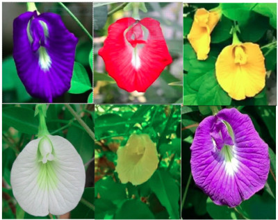 ROSEMERC Clitoria ternatea/ Aparajitha/ Neelkanth flower/ Sankhpoolu mix ( 20 seeds ) Seed(20 per packet)