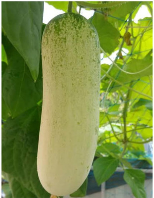 Qualtivate PUA-8A Desi Cucumber (Large Variety) Seed(300 per packet)