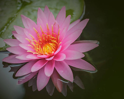 NATURE FARM lotus,kamal gatta Seed(10 per packet)