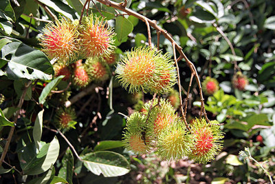 MAA LITCHI,LICHEE,LYCHEE Seed(10 per packet)