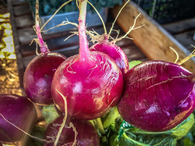 Qualtivate RES-2A Purple Plum Radish Seeds Seed(300 per packet)