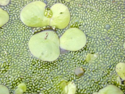 growfine duckweed Seed(100 per packet)