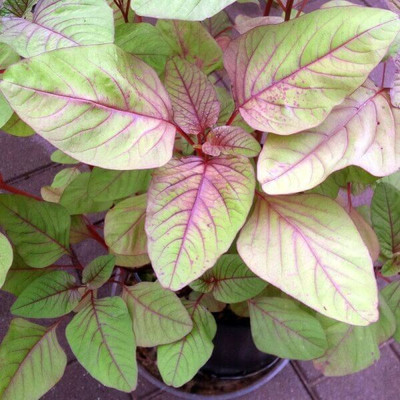 Quentova Red spinach (Amaranthus dubius)-HUA-7Y Seed(200 per packet)