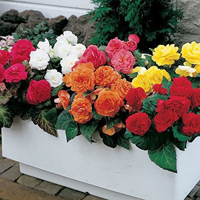 CYBEXIS PAU-28 - Begonia Mix flower - (90 Seeds) Seed(90 per packet)