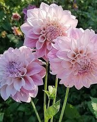 Seedsqlty Dahlia flower seeds mix, high germination (25 seeds) Seed(25 per packet)