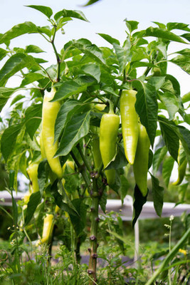 AFARTIOBINA 21 PCS CHILI SEEDS-A02 Seed(21 per packet)