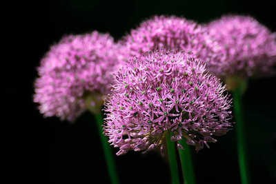 Qualtivate ICRA-1A Huge Hardy Ornamental Onion Seeds Seed(500 per packet)