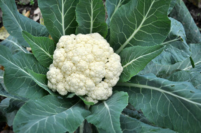 Autobianchi white cauliflower,gobhee seeds Seed(35 per packet)