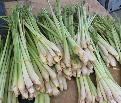 Aywal Lemon Grass Herbs Seed(20 per packet)