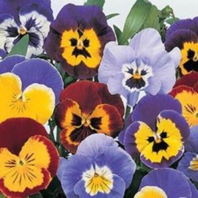 Quentova PANSY INSPIRE PLUS MAXI MIX FLOWER-VDI-2B Seed(75 per packet)