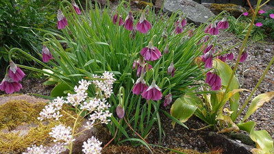 WILLVINE LXI-719 Allium insubricum Ornamental Onion Seeds Seed(1000 per packet)