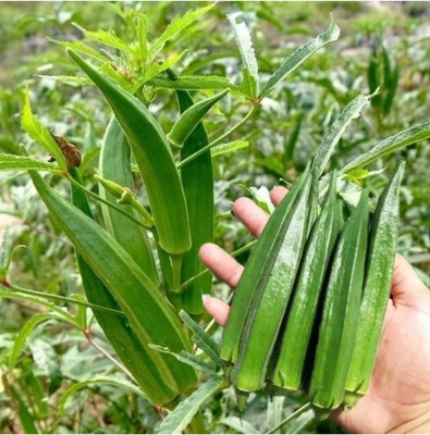 HYBRID 250G indo agri 7109 Okra Seeds early fruiting Highest yield variety Seed(250 g)
