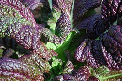 CYBEXIS TLX-7 - Red Giant Mustard Greens - (250 Seeds) Seed(250 per packet)