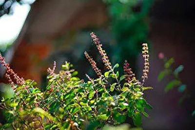 MAA Holy Basil, Tulsi, Tulasi Seed(10 per packet)