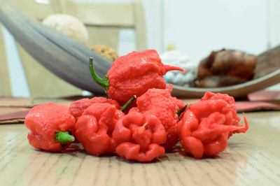 KNESSiN Hopper Carolina Reaper Worlds Hottest Pepper Fresh[400 Seeds] Seed(400 per packet)