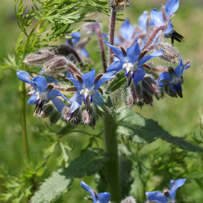 CYBEXIS XLL-18 - Borage - (150 Seeds) Seed(150 per packet)