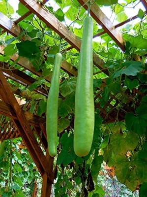 Aywal Long Bottle Gourd - Calabash-Lauki-Ghiya-Lau Hybrid Vegetable Seed(320 per packet)