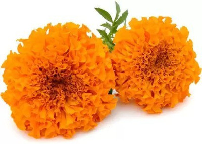 Aro Mari gold orange Seed(70 per packet)