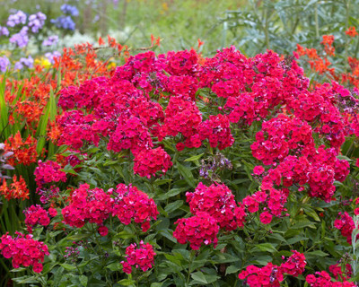 Pbevergreen Phlox Beauty Red Seed(278 per packet)