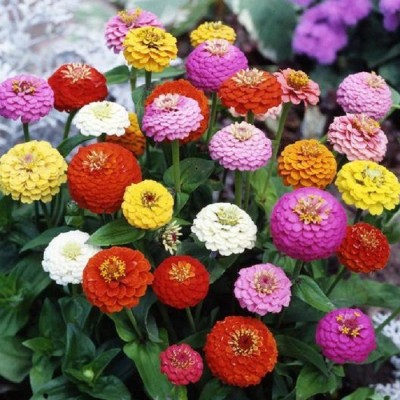 Recron Seeds Zinnia Exotic Mixed Rare Ornamental Flower Seed(30 per packet)