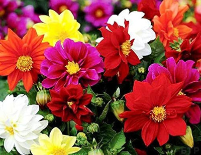 Qualtivate XL-281 Dahlia Unwins Hybrids Dwarf Mix Double Flower Mix Around Seed(50 per packet)