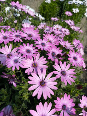 Aywal Osteopermum Mixed Color Flower Seed(120 per packet)