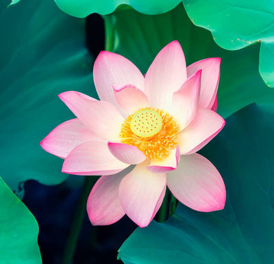 Prizex lotus,kamal gatta Seed(11 per packet)