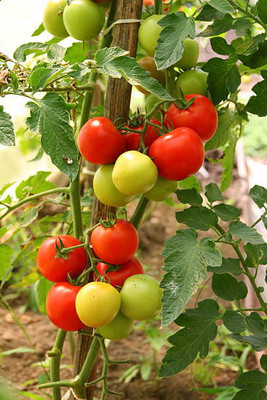 BDSresolve tomato Seed(90 per packet)