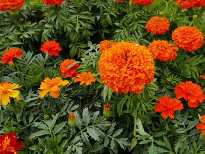 Harsh Impex marigold/gende ka phool flower seeds Seed(75 per packet)