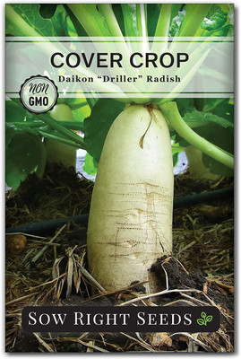 CYBEXIS GBPUT-10 - Driller Daikon Radish - (750 Seeds) Seed(750 per packet)