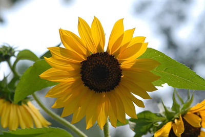 Avysa Sunflower Seed(150 per packet)