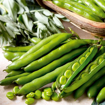 WANCY Bean (Broad Bean) Seeds - Aquadulce Claudia Seed(40 per packet)