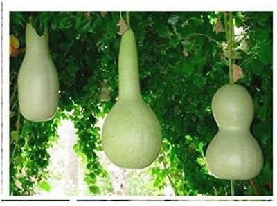 Qualtivate HUA-9A Long Bottle Gourd लोकि बीज Seed(50 per packet)