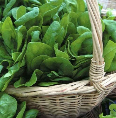 WILLVINE FP Spinach - Medania Seeds-[400 Seeds] Seed(400 per packet)