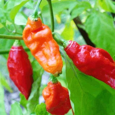 KNESSiN Hot Chilli Pepper Seed(200 per packet)