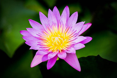 MYAT lotus,kamal gatta Seed(10 per packet)
