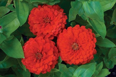 CYBEXIS LXI-39 - Rare Big Red Zinnia - (270 Seeds) Seed(270 per packet)
