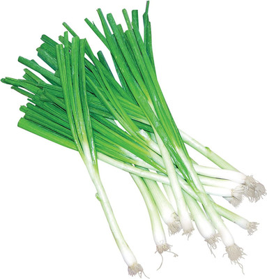 WILLVINE VXI-257 Toyko Long White Spring/Bunching Onion Seeds Seed(1000 per packet)